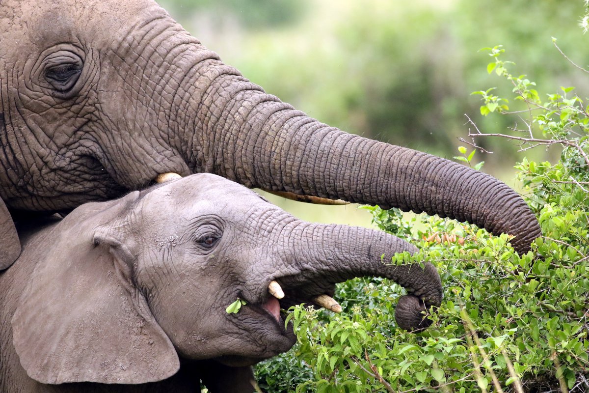 Loxodonta_africana2_27.06.2019_P.Szymański 1.jpg